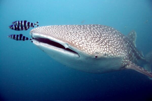Norton was one of the first two juvenile whale sharks at Georgia Atlanta, making history as the first whale sharks to ever be displayed outside of Asia. (Courtesy of Georgia Aquarium)