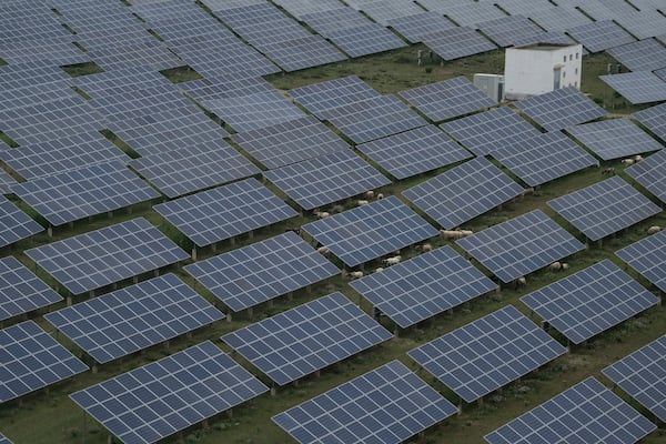 Sheep graze under solar panels in Hainan prefecture of western China's Qinghai province on Tuesday, July 1, 2025. (AP Photo/Ng Han Guan)