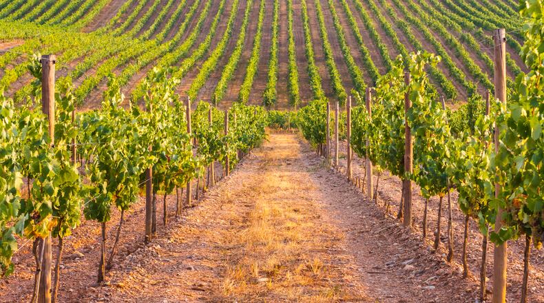 The job market may be tough, but the outlook just got brighter for the amateur sommeliers out there. (Dreamstime/TNS)