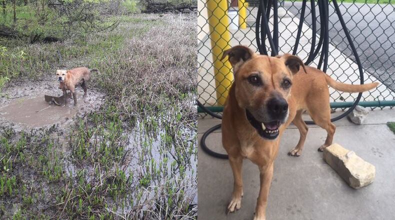 Park rangers called authorities when they found a dog on Friday, April 28, 2017, chained to a cinder block near a lake south of Kansas City, Missouri. Animal welfare officers believe the dog was left to drown.