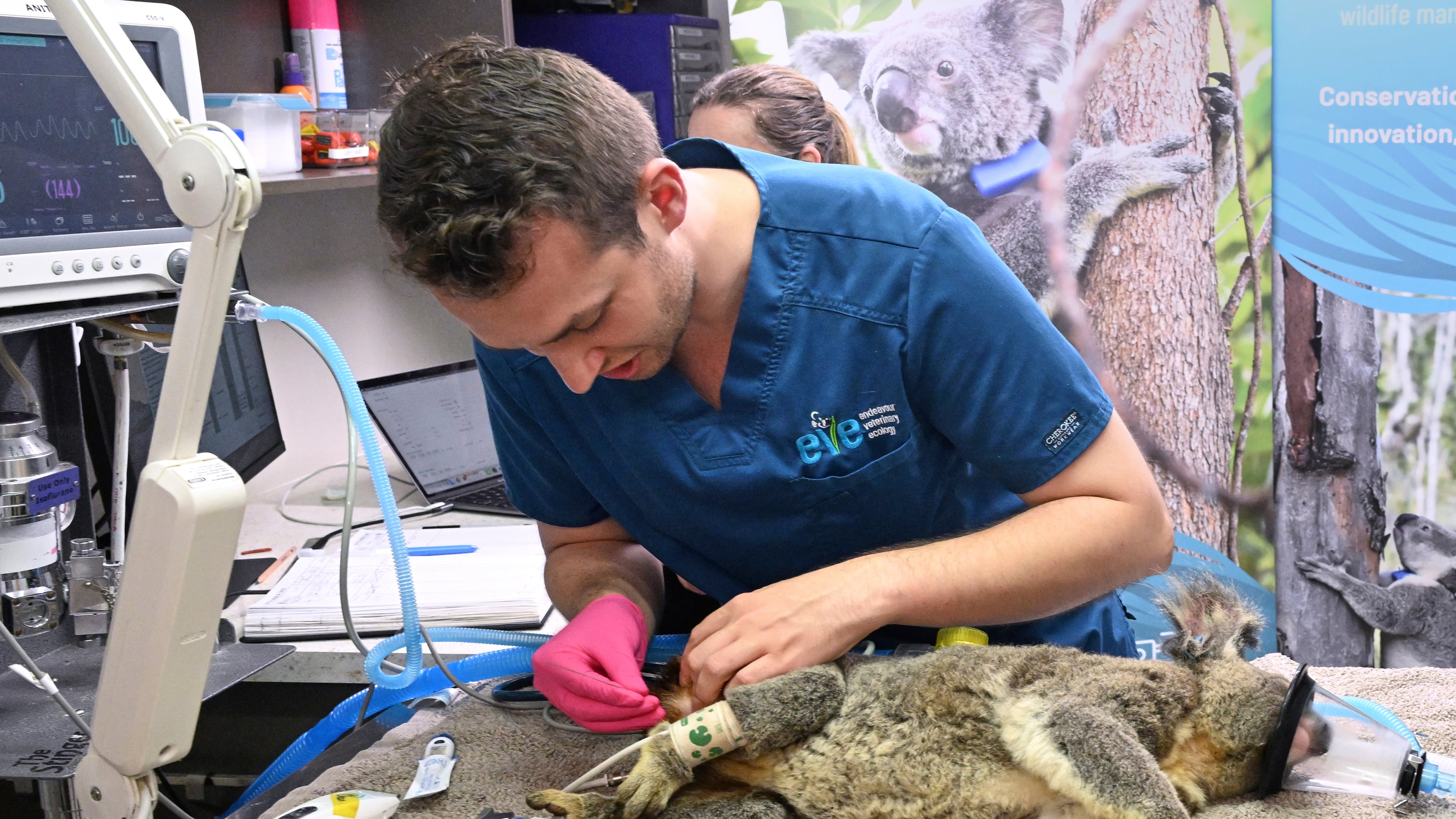 A Koala is seen being treated for chlamydia by senior Veterinarian Dr Julian Grosmaire at the Endeavour Veterinary Ecology at Toorbul, north of Brisbane, Australia, Tuesday, Sept. 9, 2025. (Darren England/AAP Image via AP)