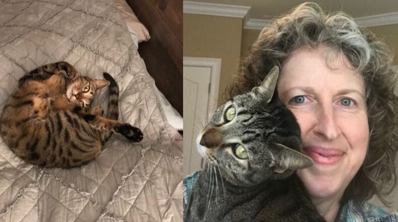 Minnow the cat ran off from owner Andrea Brannen, of south Forsyth County, for three weeks. Minnow is the winner of Nationwide's Hambone award for the year's most unique pet insurance claim.