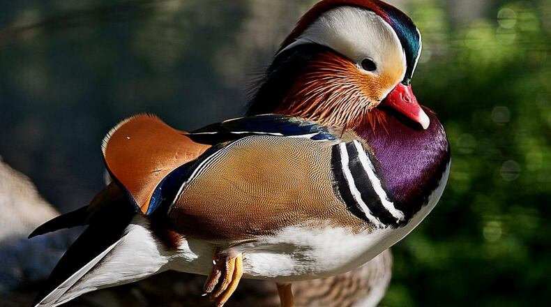 A Mandarin duck, similar to the one spotted in New York City, is pictured here. The Mandarin has been spotted in at The Pond in Central Park, fraternizing with the mallard ducks that live there.