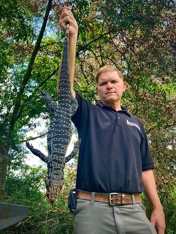 Jim Gillis, a technician 4 and supervisor for the state Department of Natural Resources in South Georgia, has been chasing and learning about tegus for nine years. The invasive species has established itself in the forests and fields of Tattnall and Toombs counties, three hours south of Atlanta. A car struck and killed this tegu. (Mark Davis for the AJC)