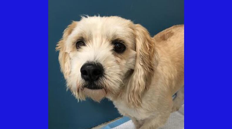 “Clancy,” a 5-year-old Lhasa Apso/miniature poodle mix, is one of the animals available for adoption at the Forsyth County Animal Shelter. The shelter plans a “November to Remember” pet adoption event Saturday, Nov. 3 at All Pets Emergency & Referral Center, 6460 Highway 9 North. FORSYTH COUNTY ANIMAL SHELTER
