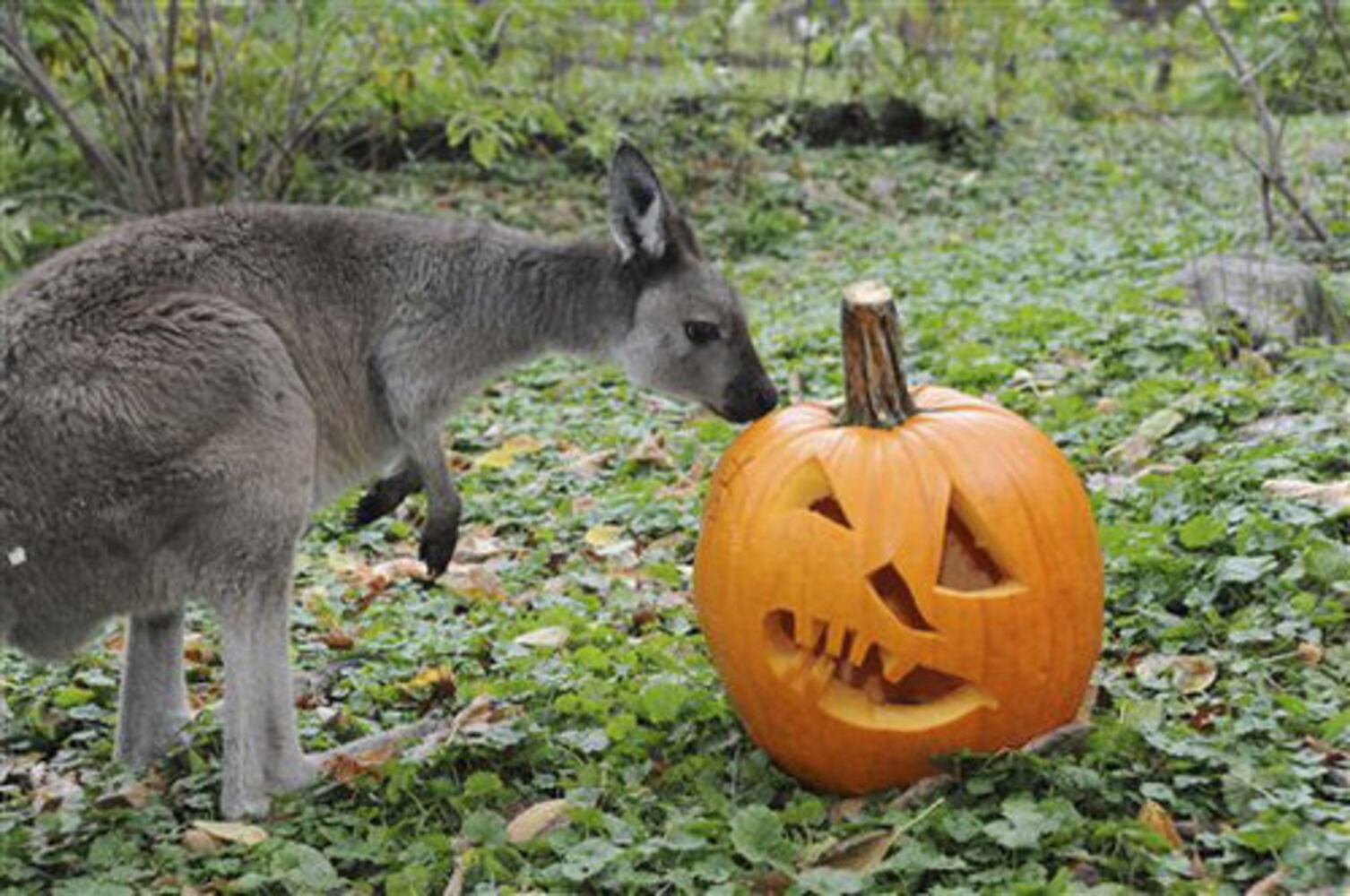 Animals have fun with pumpkins