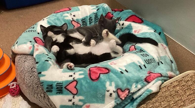 The Forsyth County Animal Shelter seeks "gently used" blankets and towels, as well as volunteers to foster pets.