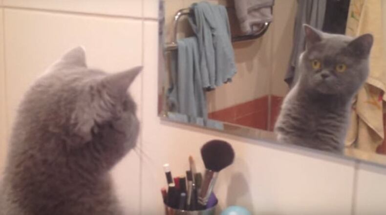 Photo credit: YouTube