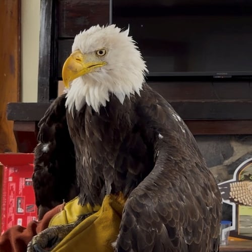 Jackie the bald eagle is examined on July 18, 2026, at the Los Angeles County Parks San Dimas Raptor Rescue Center in San Dimas, Calif. (Los Angeles County Parks San Dimas Raptor Rescue Center via AP)