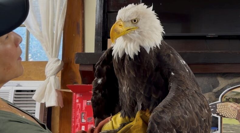 Jackie the bald eagle is examined on July 18, 2026, at the Los Angeles County Parks San Dimas Raptor Rescue Center in San Dimas, Calif. (Los Angeles County Parks San Dimas Raptor Rescue Center via AP)