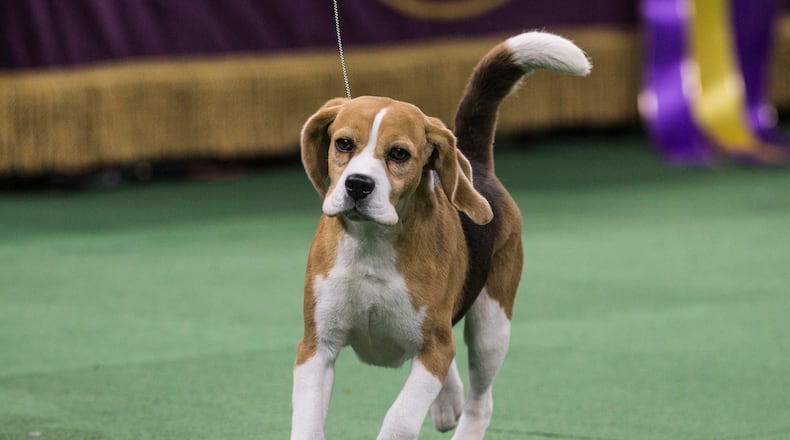 A beagle scored some points with fans Monday with her distracted take on the agility course at the Westminster Dog Show (not pictured). (Photo: Andrew Burton/Getty Images)