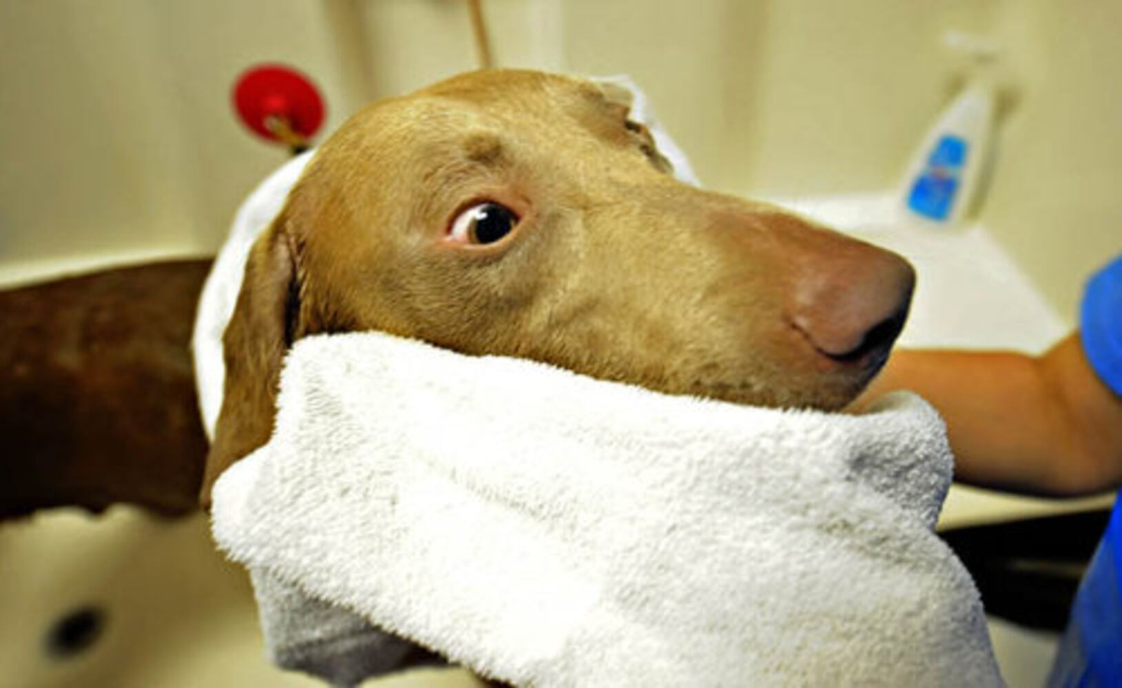 Dog wash fundraiser