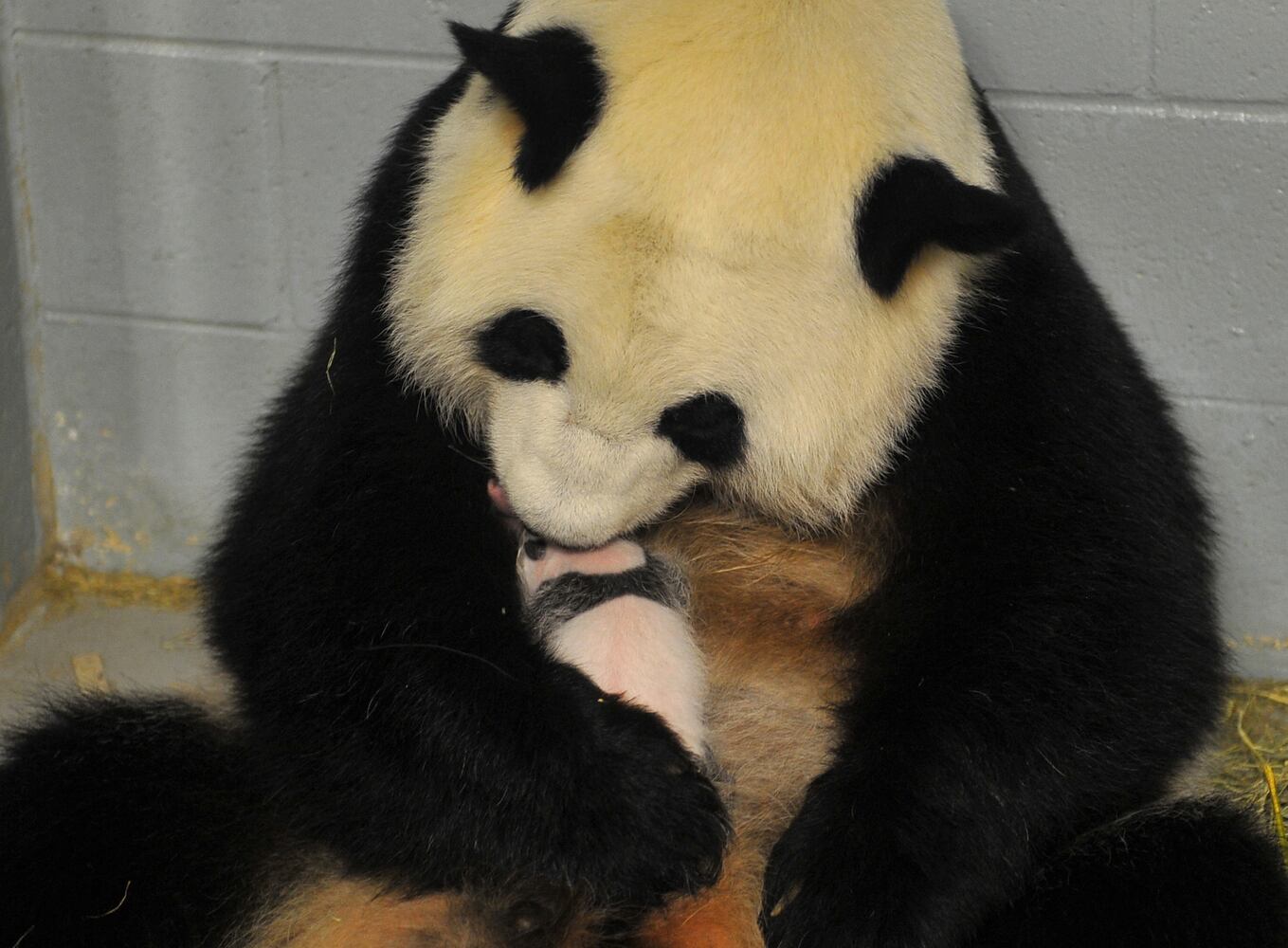 Panda cubs and zoo babies