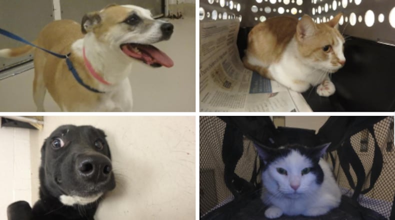 As of Oct. 23, these were some of the animals free to adopt at the Cobb County Animal Shelter. Starting at the top left and moving clockwise, their names are: Jasmine, Calisi, Peach and Bailey.