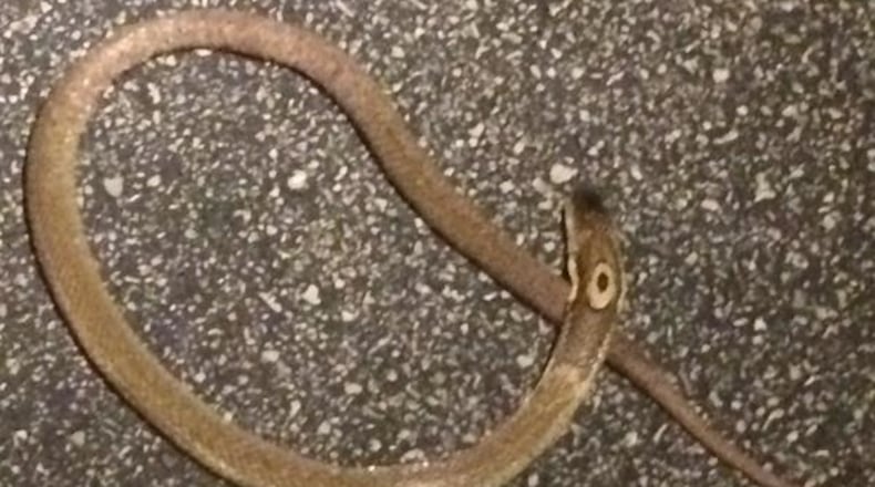 This photo, taken by KVUE News reporter Tina Shively, shows a cobra that was found dead in North Austin early Friday morning.