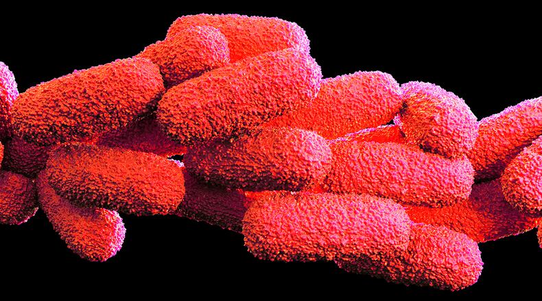 Legionella pneumophila bacteria, illustration.