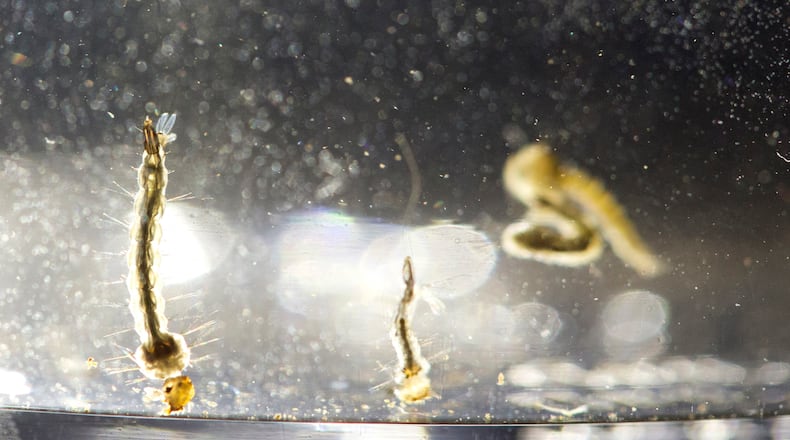 FILE - In a Wednesday, Aug. 24, 2016 file photo, Aedes Aegypti mosquito larvae swim in a container displayed at the Florida Mosquito Control District Office, in Marathon, Fla. Florida health officials have identified another Miami neighborhood where mosquitoes have spread the Zika virus to people. Florida Gov. Rick Scott's office announced Thursday, Oct. 13, 2016, that five people have been infected with Zika in a 1-square-mile area of the city just north of the Little Haiti neighborhood. (AP Photo/Wilfredo Lee, File)
