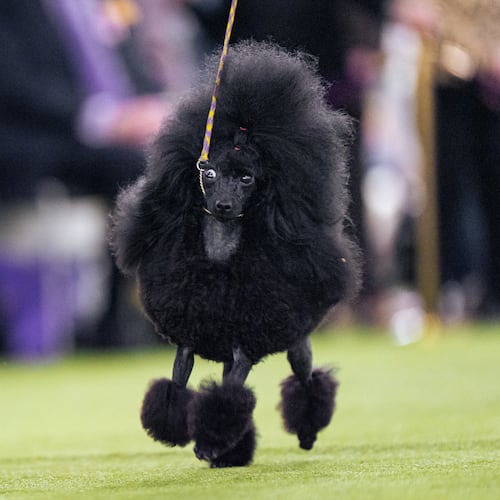 A black toy poodle walks in the demo ring at the 150th Westminster Kennel Club Dog Show, Monday, Feb. 2, 2026, in New York. (AP Photo/Angelina Katsanis)