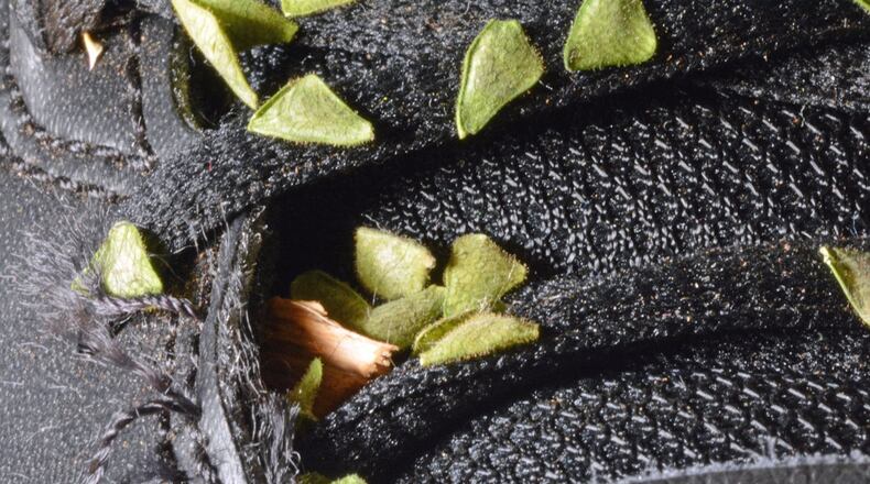 The small, triangle-shaped seeds sticking to this shoe are those of beggar lice, or tick-trefoil. They are examples of seeds that are spread by sticking to or hooking onto animal fur and human clothing. JUD MCCRANIE / CREATIVE COMMONS