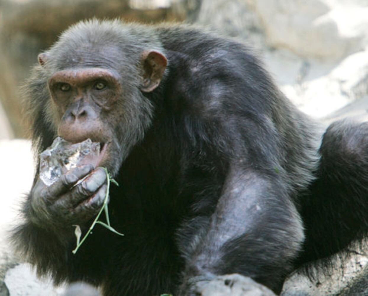 Bangkok zoo animals cool off from summer heat
