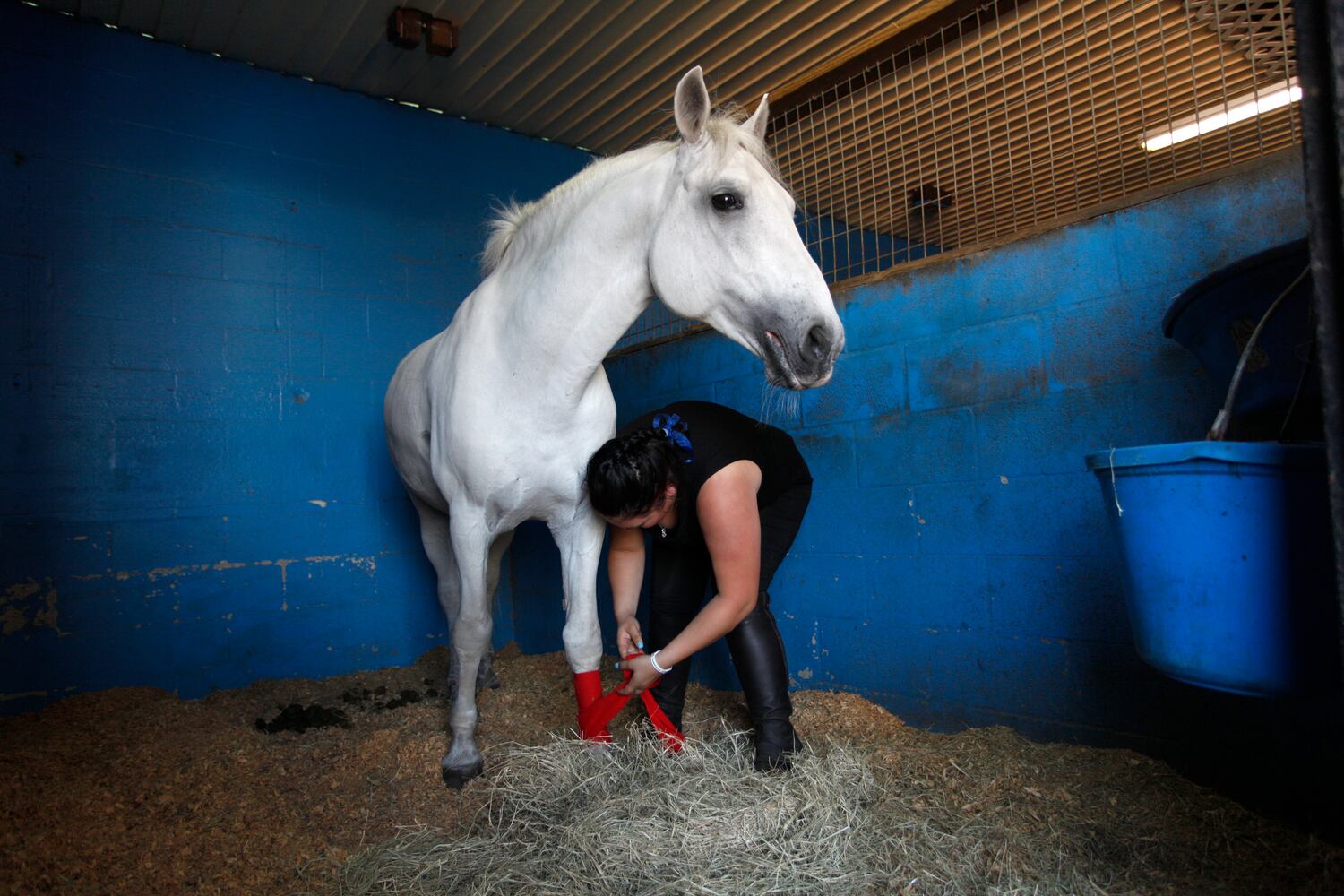 Lipizzaner Stallions