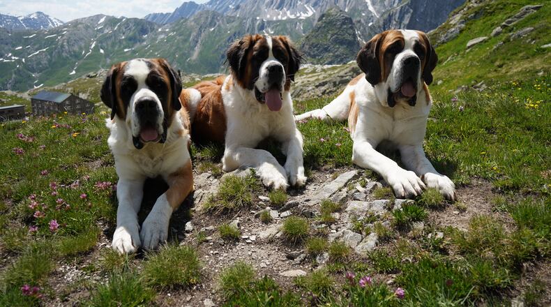 St. Bernard dogs from the Barry foundation lie in the hills at the St. Bernard Pass, Switzerland, Monday, June 22, 2026. (AP Photo/Jez Fielder)