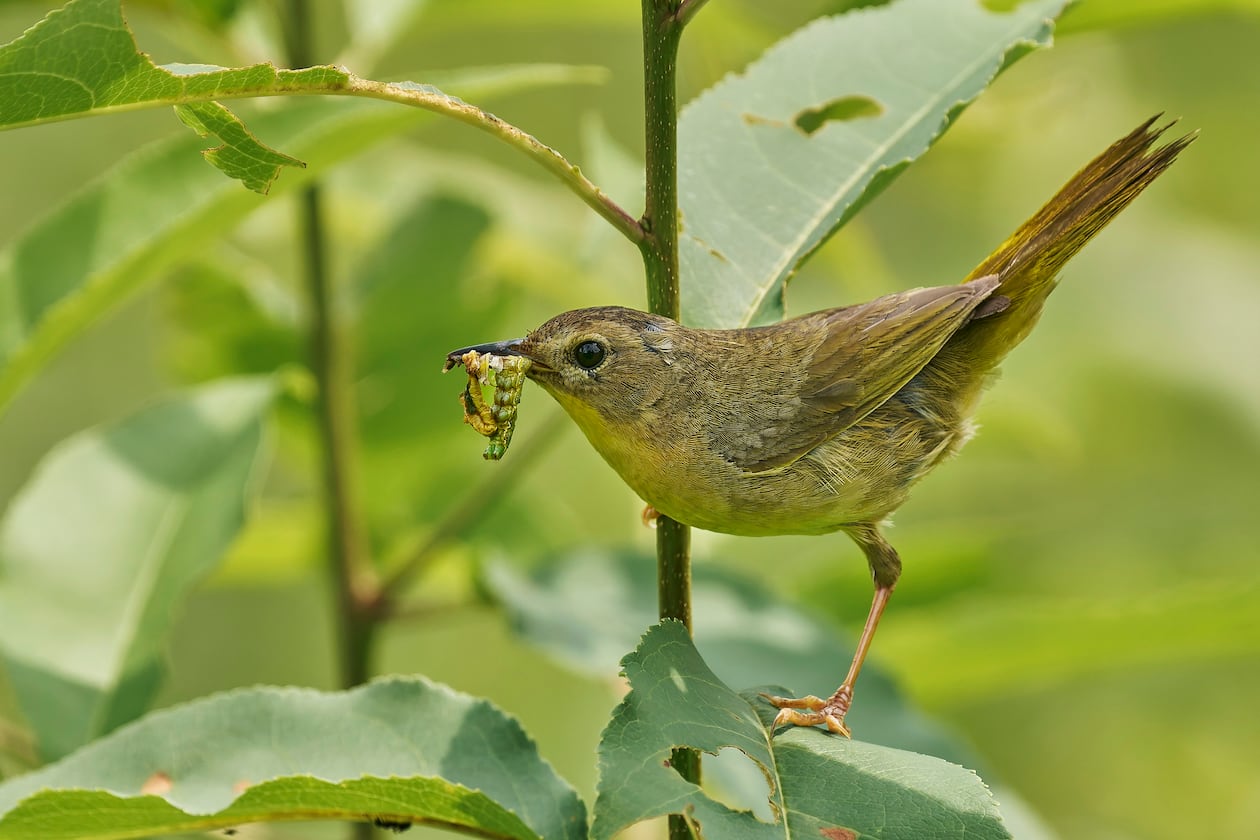 A female common yellowthroat holds a caterpillar to feed her nestlings. The bird is a warbler species that nests throughout Georgia. (Courtesy of Paul Danese/Wikipedia Commons)