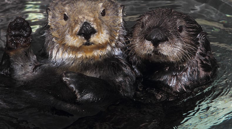 Sea otters at Monterey Bay Aquarium, where a surrogate program pairs orphan pups with non-releasable female otters. Credit: Randy Wilder / Monterey Bay Aquarium