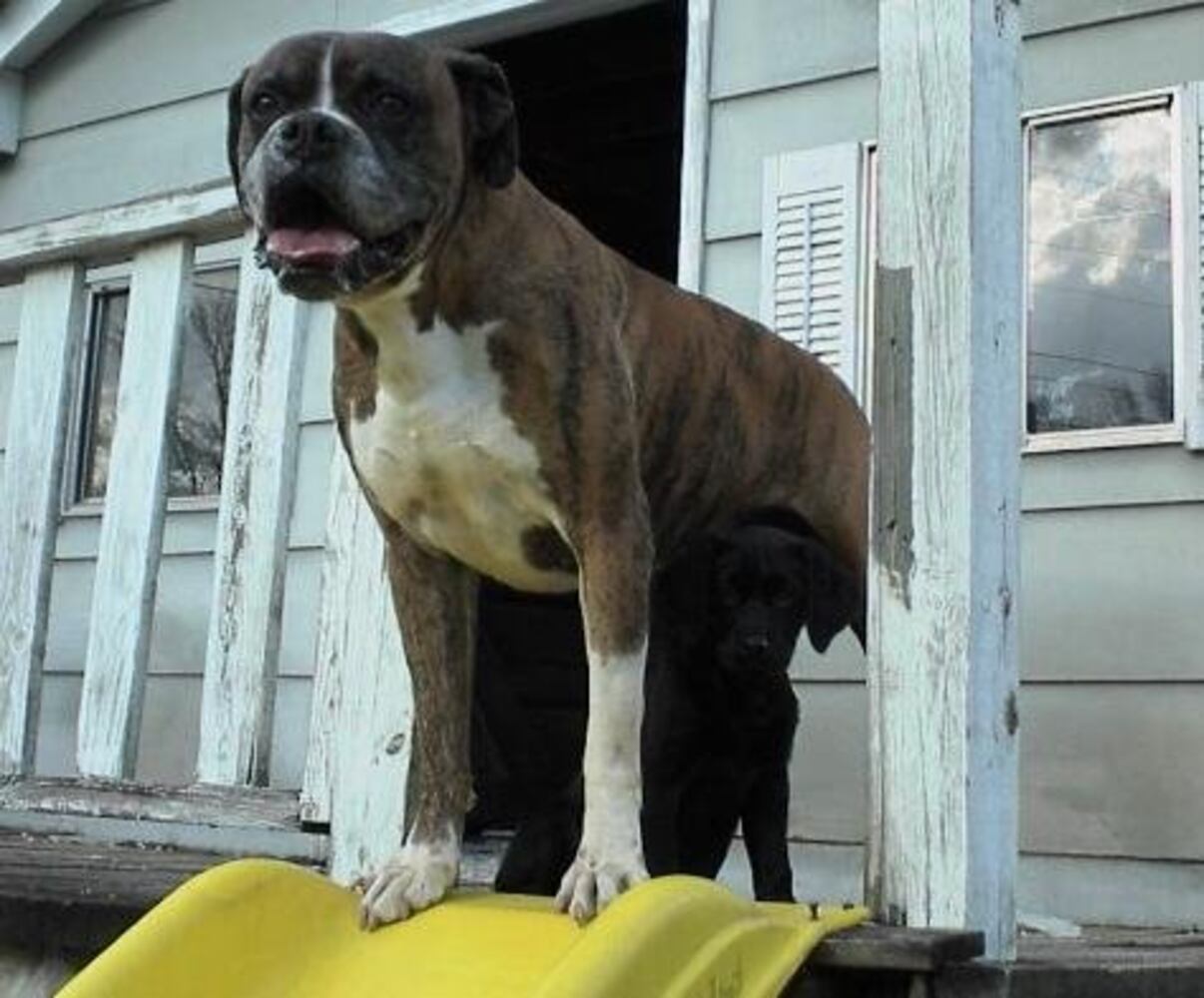 Atlanta's Top Dogs: 5. Boxers