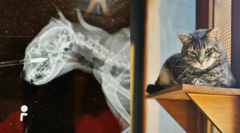 Patrick is recovering but still has trauma from being shot in the head by a man with a crossbow last year. That man was sentenced to two years in prison Monday, prosecutors said.