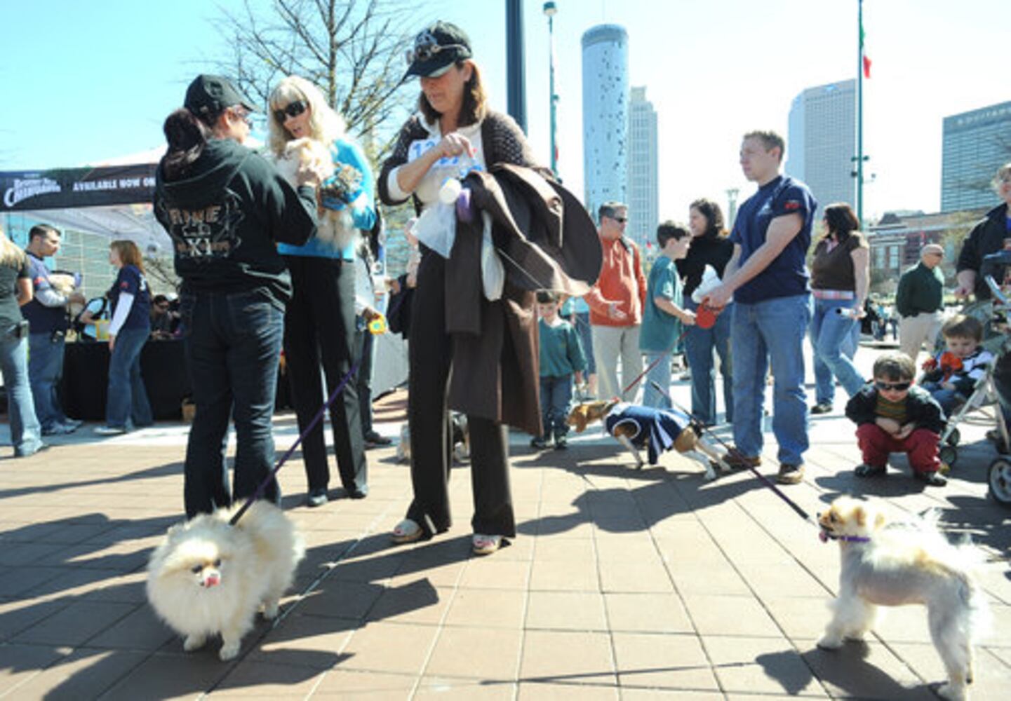 Pooches strut their stuff for Disney movie audition