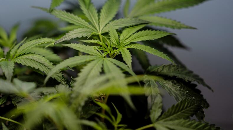 FILE - Marijuana clones are shown for sale in Santa Ana, Calif., April 23, 2026. (AP Photo/Jae C. Hong, File)