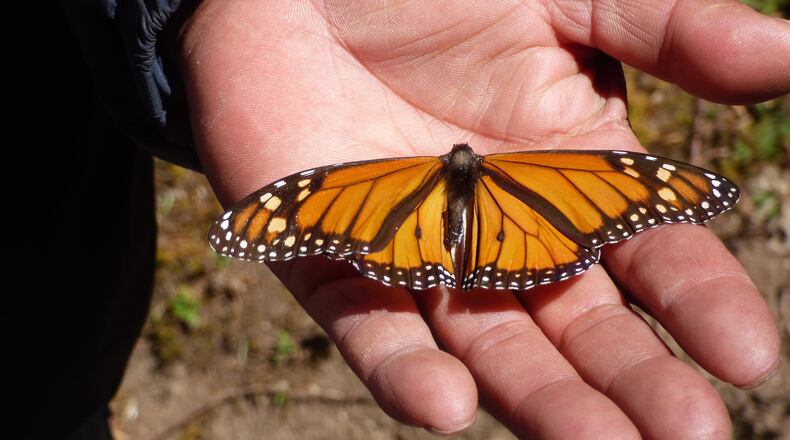 The two dark spots at the base of the butterfly’s wings indicate that this one is a male. (Terri Colby/Chicago Tribune/TNS)