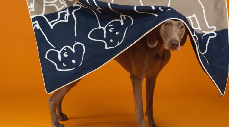 The PupUp Blue Gray Throver is just one of many modern designs in this new Wegman collection.