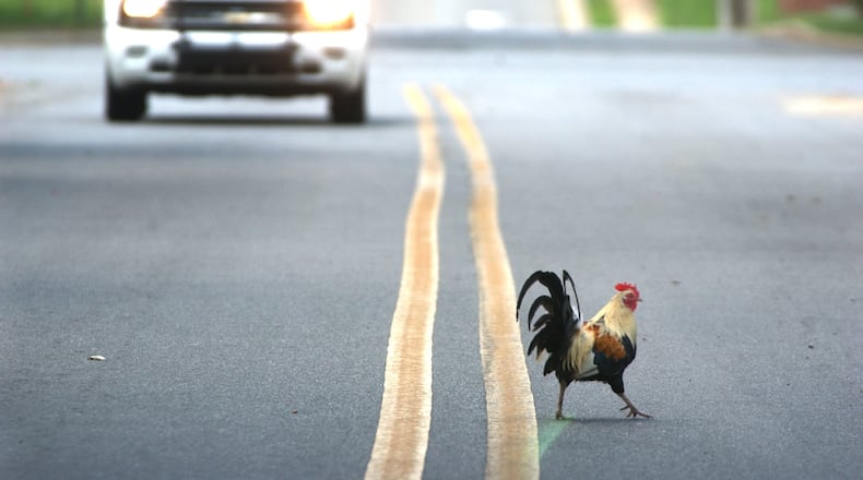 040715 FITZGERALD, GA: A motorist slows down as a wild chicken crosses the road in Fitzgerald, GA Thursday 7/15/04. Some people in the small south central Georgia town like the chickens, which are native to India and were brought to this area of Georgia about 30 years ago as an attempt to introduce them as a game bird. After years of the chickens living in-town, a battle between the pro-chicken and anti-chicken residents of Fitzgerald is brewing. Fitzgerald is located in Ben Hill County in south central Georgia . (Kimberly Smith/staff)