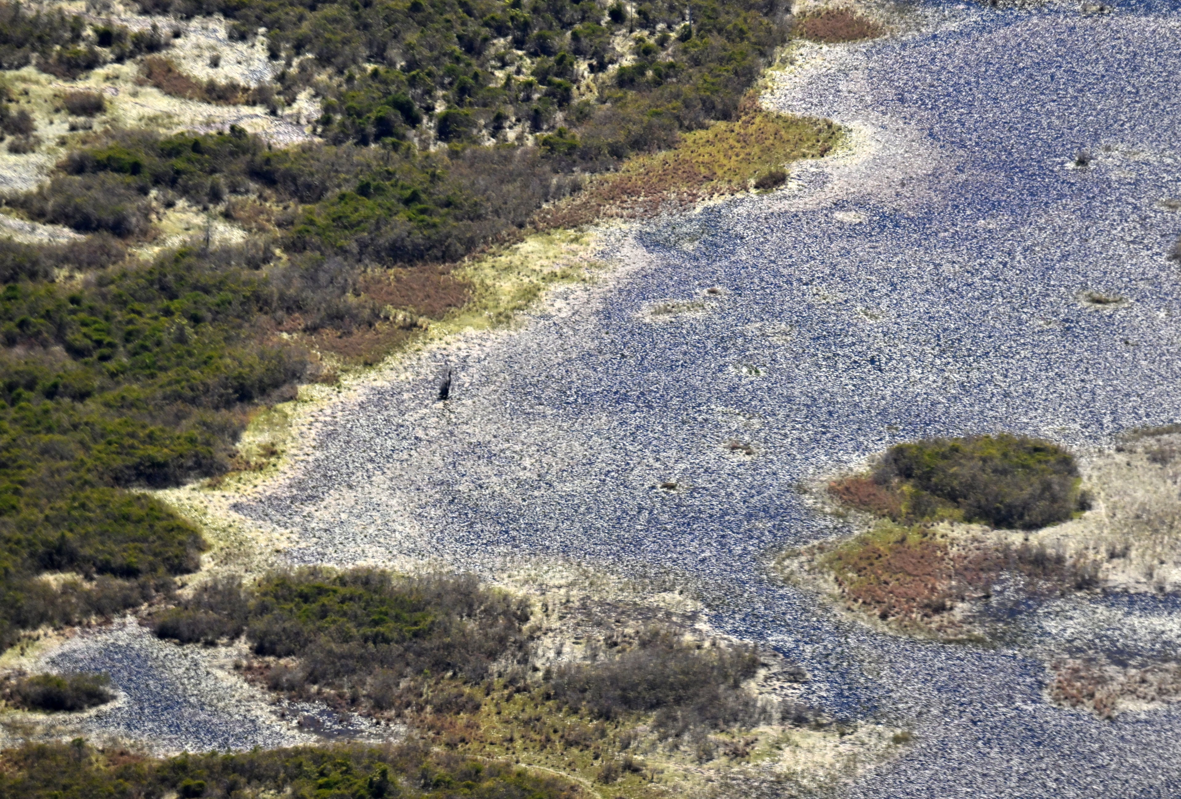 Georgia’s Okefenokee Swamp contains the 407,000-acre Okefenokee National Wildlife Refuge, the largest federal preserve of its kind east of the Mississippi River. (Hyosub Shin/AJC 2024)