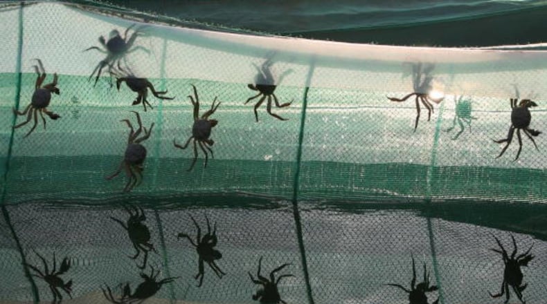 Crabs were attaching themselves to screens and were crawling through yards in a South Florida neighborhood.