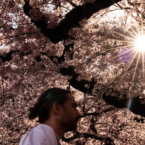 FILE - A person walks through the blooming Yoshino cherry trees at the University of Washington, April 5, 2026, in Seattle. (AP Photo/Lindsey Wasson, File)