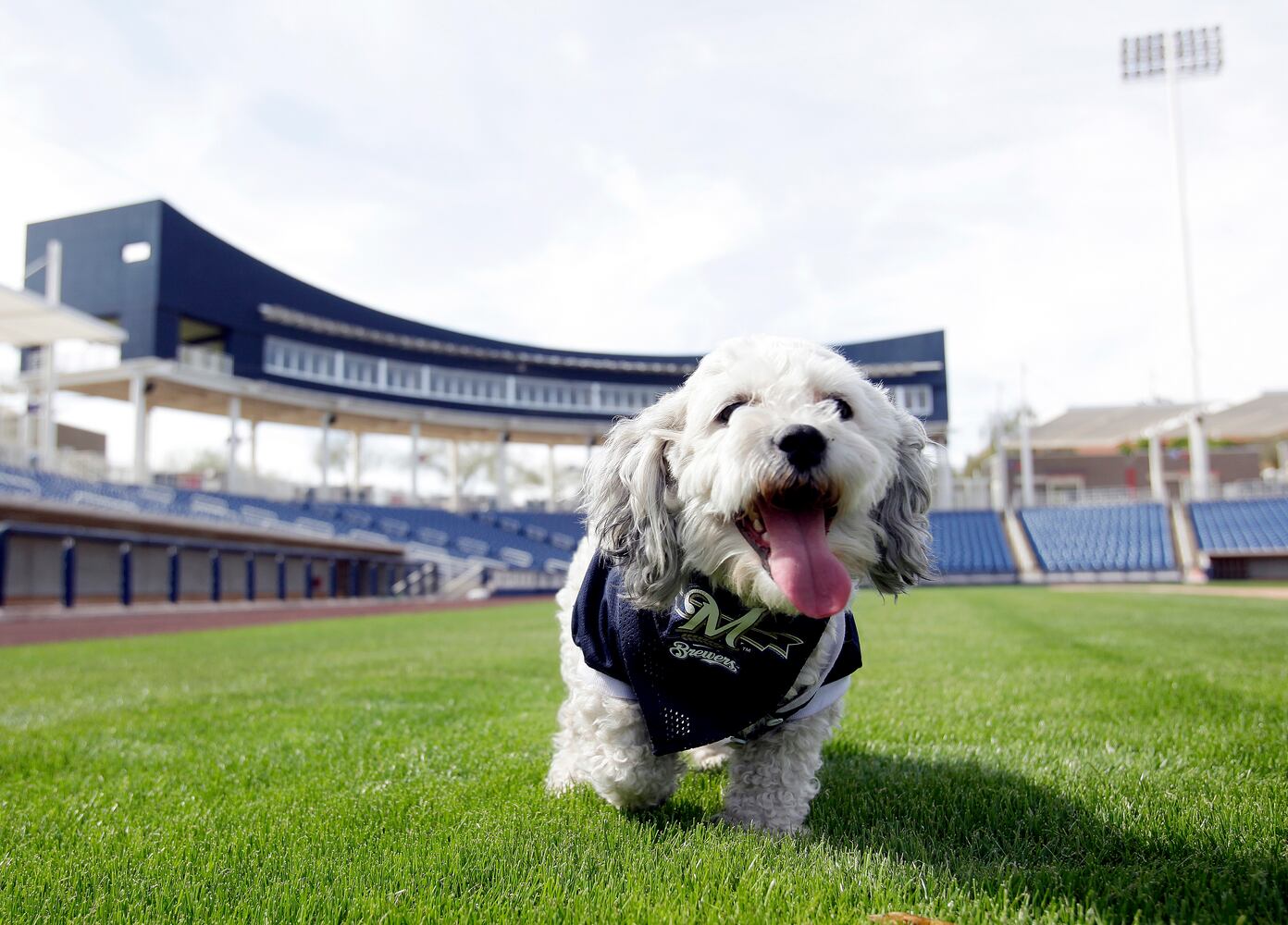 Milwaukee Brewers adopt stray, name it "Hank" after Hank Aaron