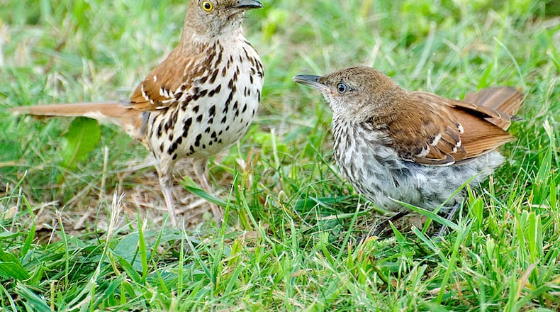 A brown thrasher watches over his fledgling offspring. Male brown thrashers help their female mates build nests, incubate eggs and feed and protect the young. (Courtesy of cbgrfx123/Creative Commons)