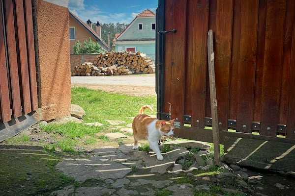 The three-legged cat of Zoica Roth, 83, walks to her home in the village of Saschiz, in Romania's central Transylvania region, Friday, April 25, 2025. (AP Photo/Stephen McGrath)