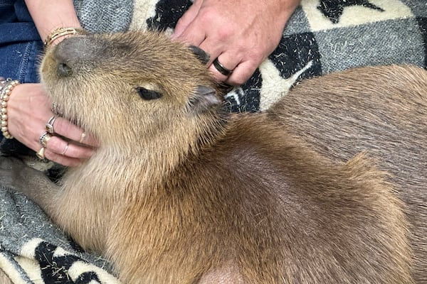A capybara gets scratches from visitors at the Capybara Cafe in St. Augustine, Fla., March 14, 2025. (AP Photo/Mike Schneider)