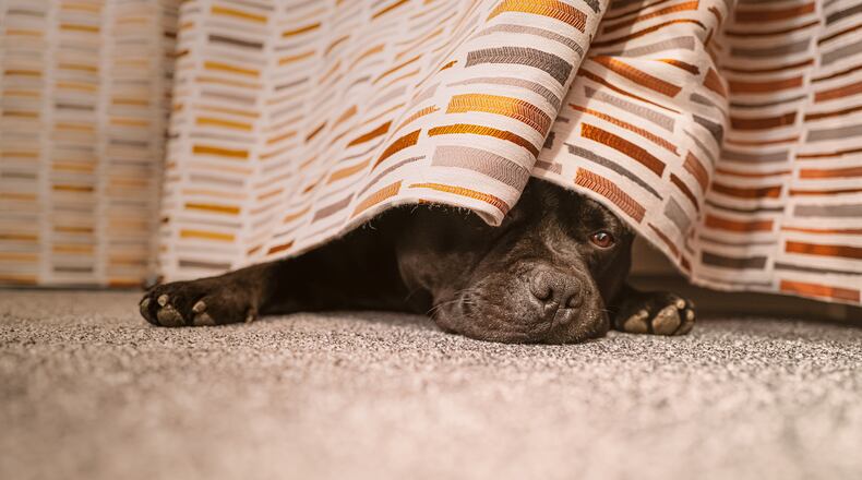 Dogs are social creatures and your presence is comforting. Dogs will respond to situations that are potentially scary to them by watching their owners actions and emotions. Be calm, supportive and snuggly. (Dreamstime/TNS)