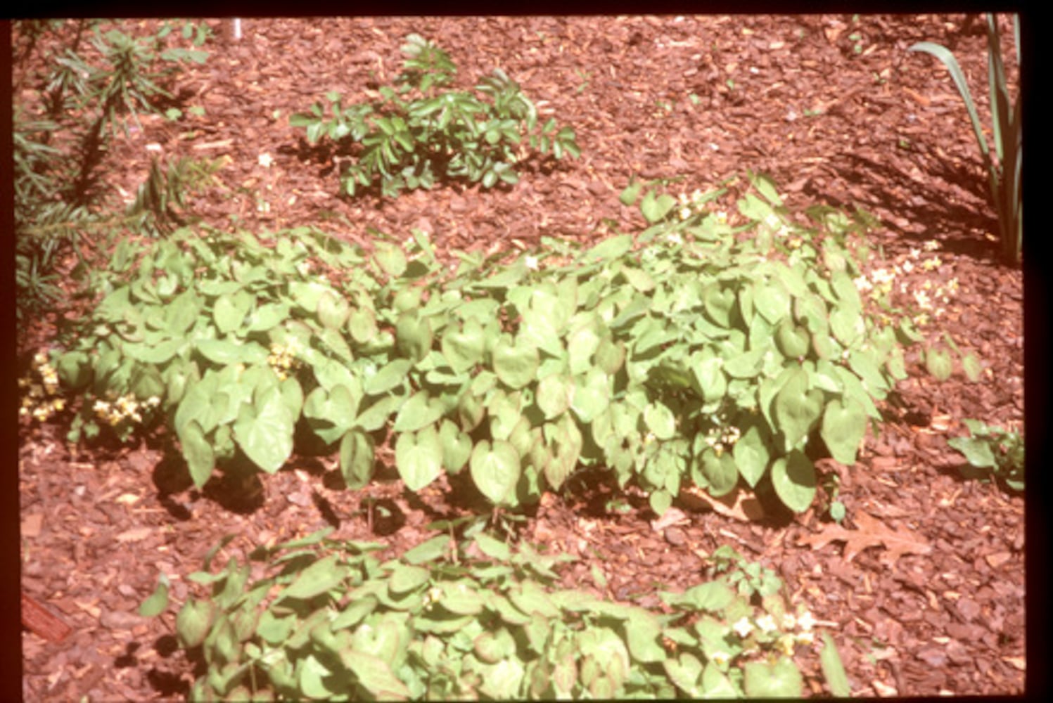 Drought-tolerant plants for Atlanta gardens