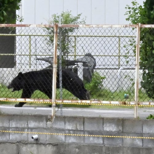 A bear walks on the premises of an office in Fukushima, Japan, Tuesday, June 2, 2026. (Kyodo News via AP)