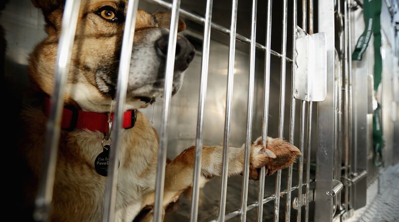 (Photo by Chip Somodevilla/Getty Images)