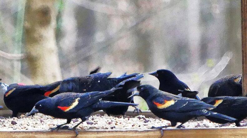 Red-winged blackbirds, like those shown here at a DeKalb County feeder, are expected to be some of the most abundant birds seen during the 2022 Great Backyard Bird Count in Georgia on Feb. 18-21. (Charles Seabrook for The Atlanta Journal-Constitution)