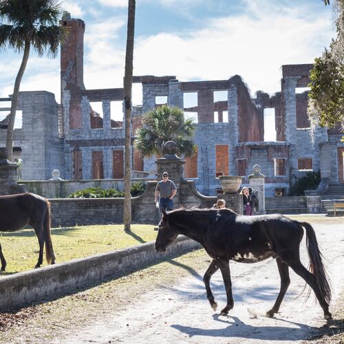 In this 2022 file photo, feral horses roam Cumberland Island, a common sight near the ruins of Dungeness, a 37,000-square-foot estate house dating to the mid-1880s once owned by Thomas Carnegie, brother and business partner of Pittsburgh steel magnate Andrew Carnegie. (Stephen B. Morton for the AJC)