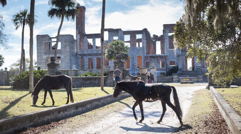 In this 2022 file photo, feral horses roam Cumberland Island, a common sight near the ruins of Dungeness, a 37,000-square-foot estate house dating to the mid-1880s once owned by Thomas Carnegie, brother and business partner of Pittsburgh steel magnate Andrew Carnegie. (Stephen B. Morton for the AJC)