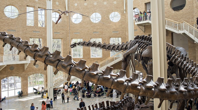 Guest at Fernbank are dwarfed by the Argentinosaurus skeleton in the museum's atrium. Photo: Jonathan Phillips